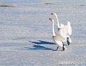 Cygne chanteur 7645